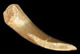 Fossil Plesiosaur (Zarafasaura) Tooth - Morocco #163755-1
